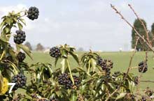 berries